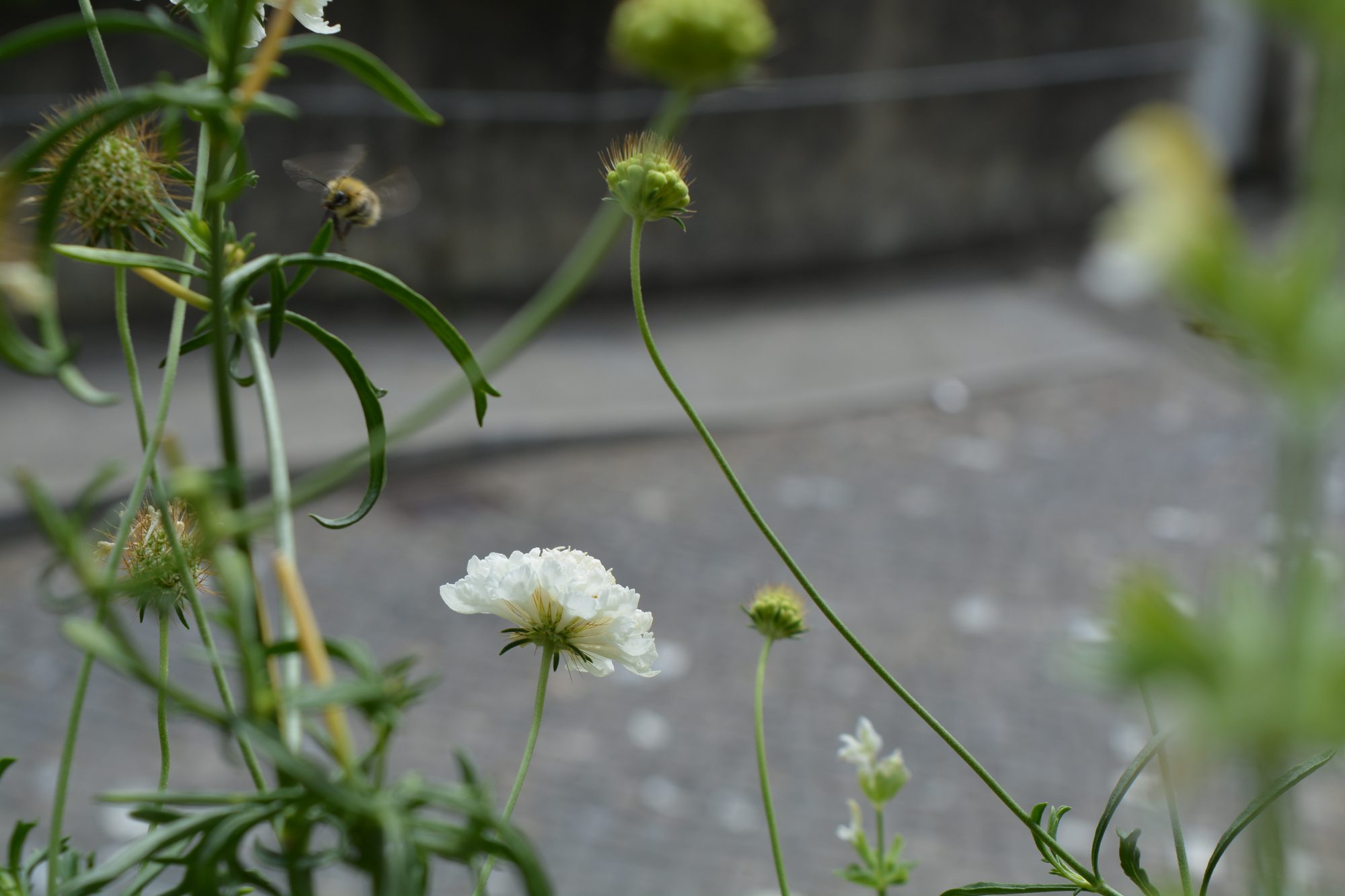 Scabieuses blanches et antophore en vol devant un mur gris-vert