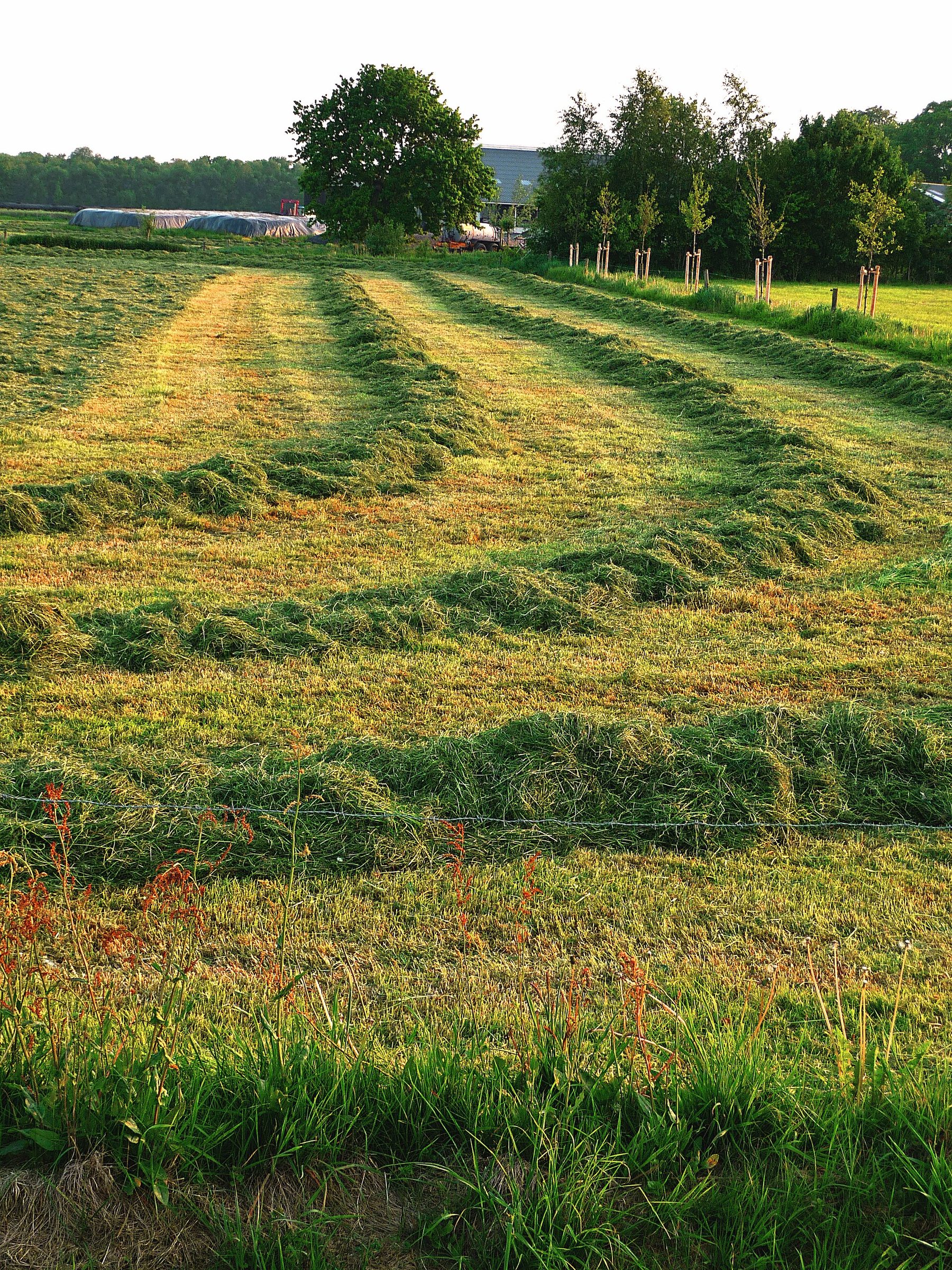 Andains d’herbe fraîchement fauchée dans la lumière rasante du soir, vergers en bordure de parcelle