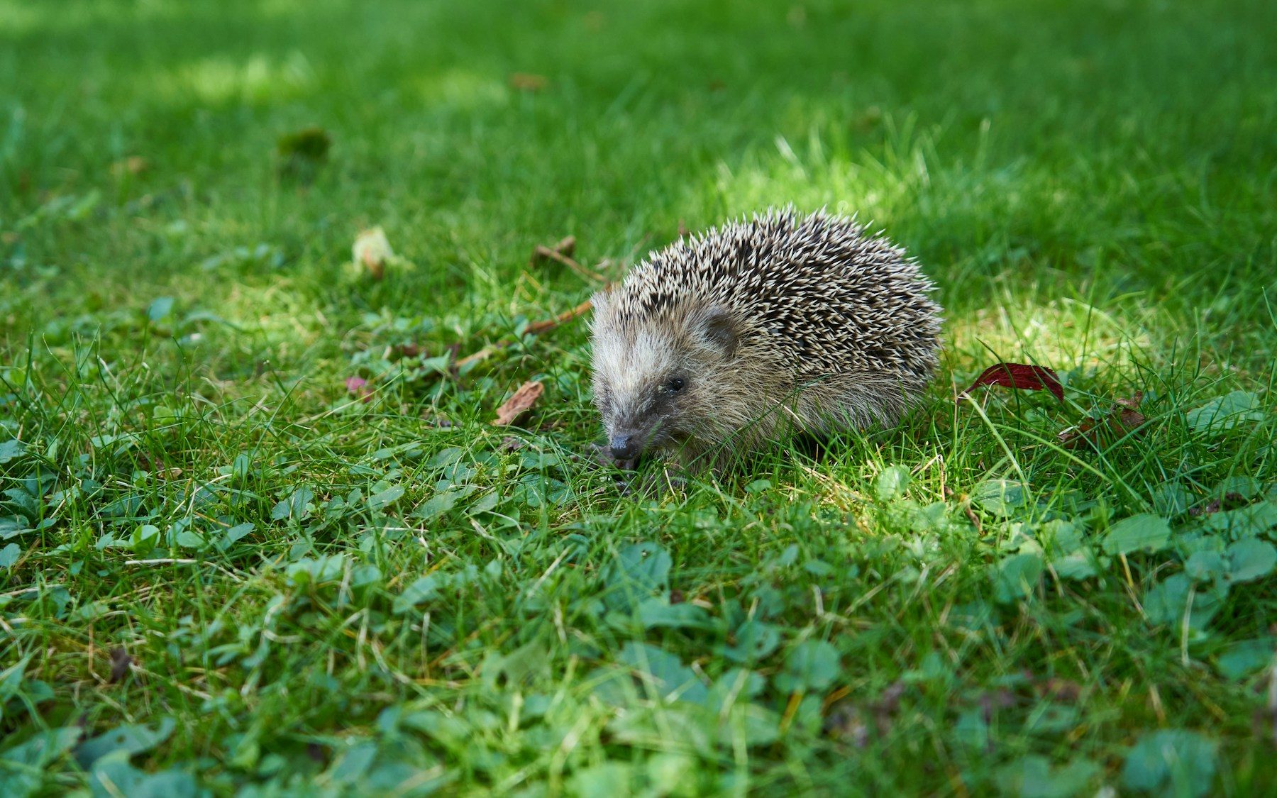 Hérisson d’Europe traversant une pelouse-prairie tachetée de lumière, une feuille rouge posée au sol