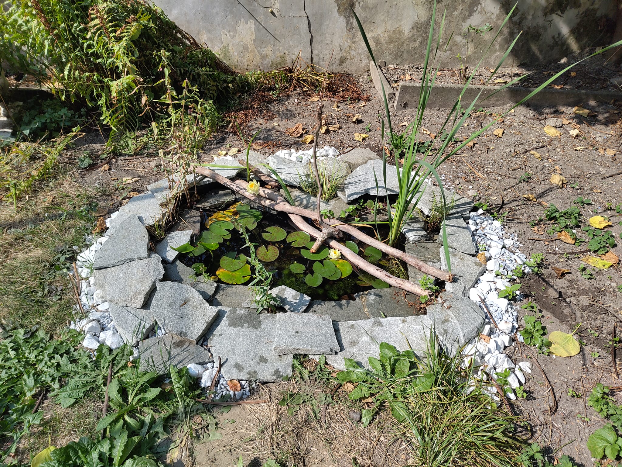 Petite mare de jardin, exposée soleil à mi-ombre, plantée de salicaire (Lythrum salicaria), massette (Typha latifolia) et nénuphar (Nymphaea pygmaea)