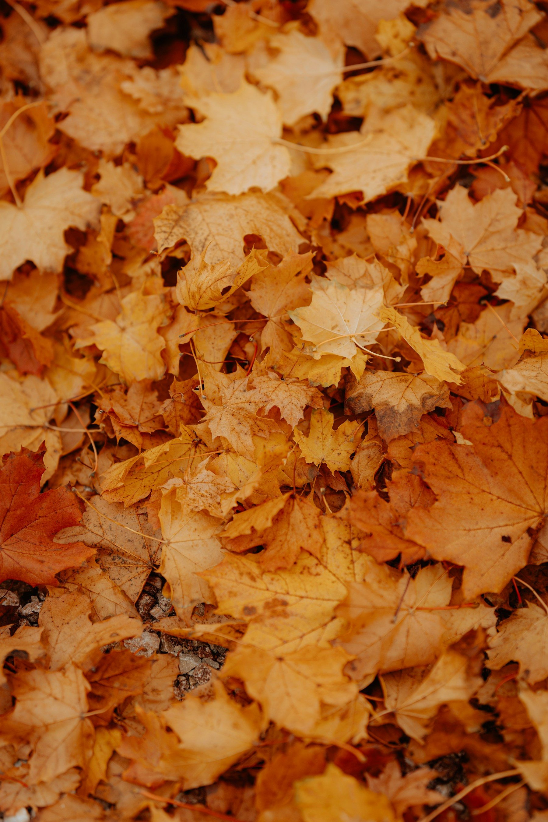 Tapis dense de feuilles d’érable dorées aux tons chauds, en plein cadre